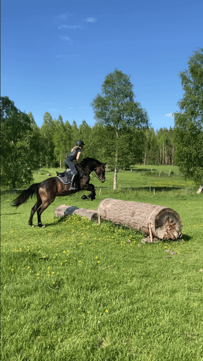 Inlägg 2 av Trakehnare med titeln Epas första terrängträning 