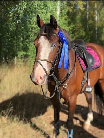 Inlägg 370 av Hoppning med titeln Ungponny championatet 2021🫶🏼