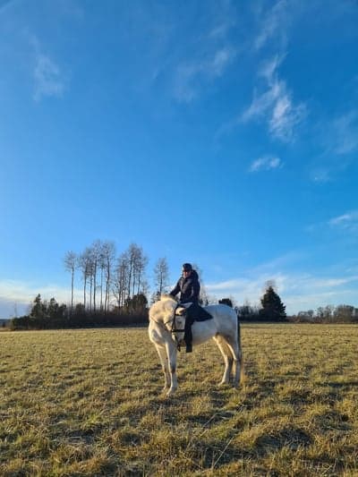Inlägg 17 av Lipizzaner med titeln Zara var också jättefin igår❤️❤️
