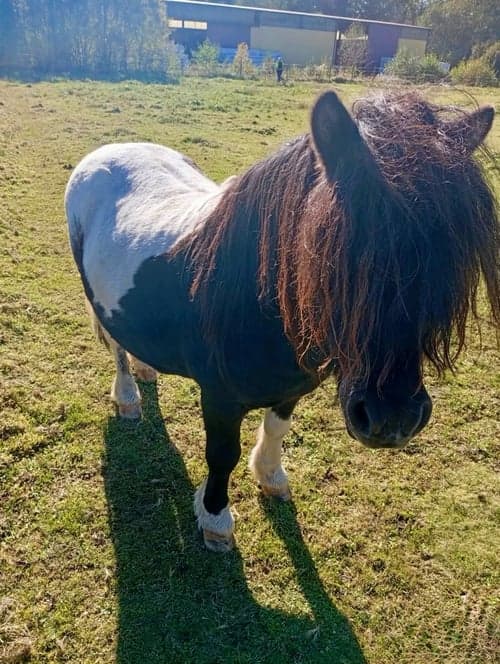 Bild av Snälla Conny söker ny familj