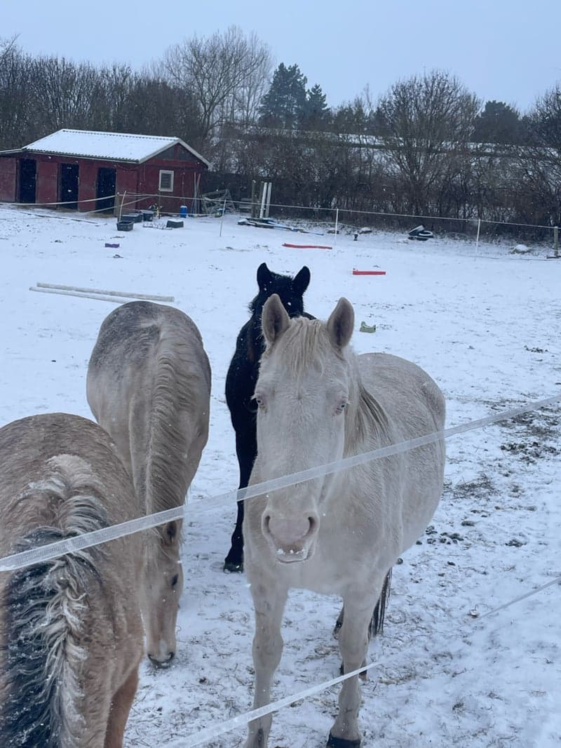 Bild 2 av Karma Verwia