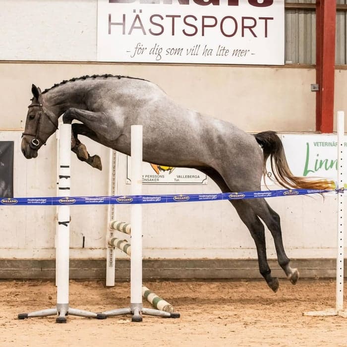 Media 4 av Olechka Obolensky