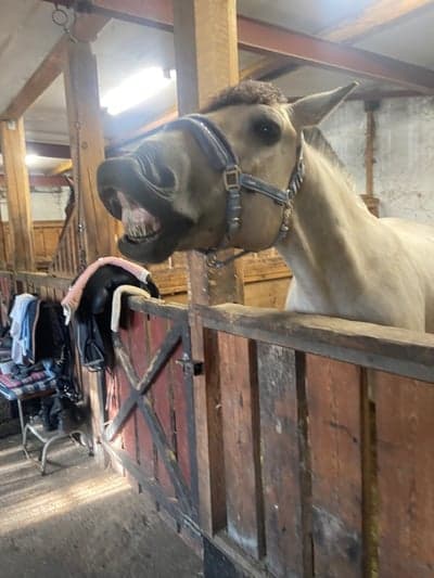 Inlägg 1 av Trakehnare med titeln Leeee!