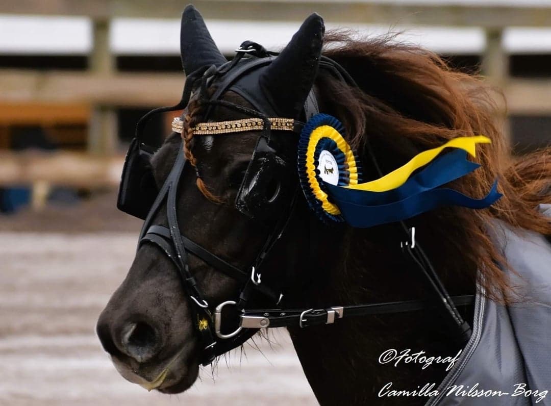 Image 1 of Stenbydal's Imorina