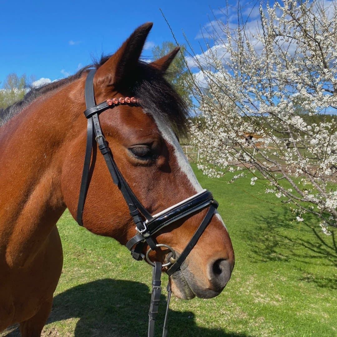 Image 1 of Önnarps Utah 