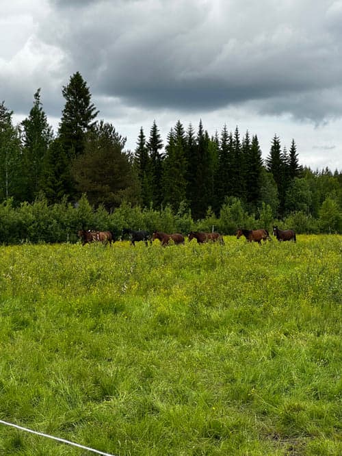 Image of Vänligt, lydigt sto