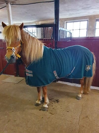 Dreyra från broaskog