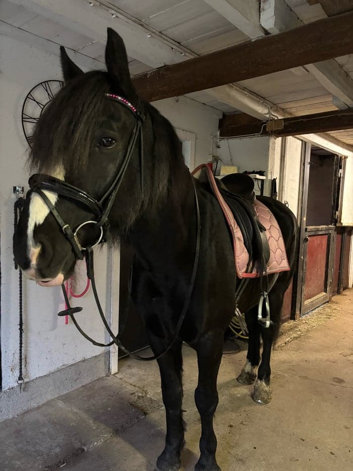 Media 5 av Midgårds Viking