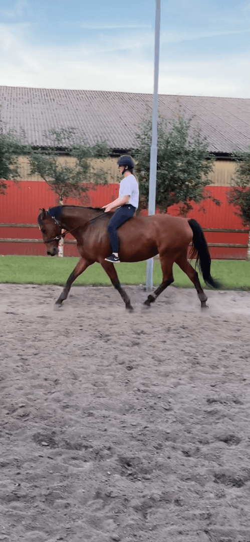 Media 7 av Paris Hilton JMS