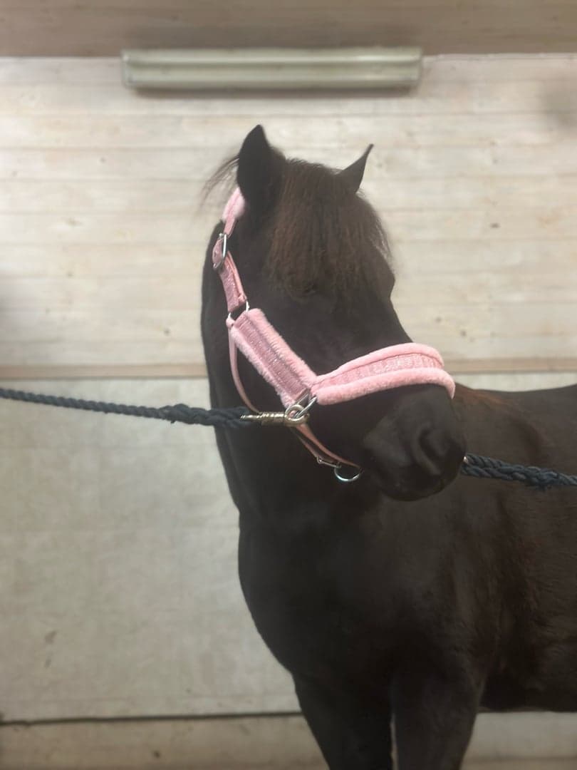 Image 1 of Pejnarve Etosha