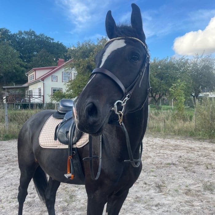 Media 1 av Cantino G