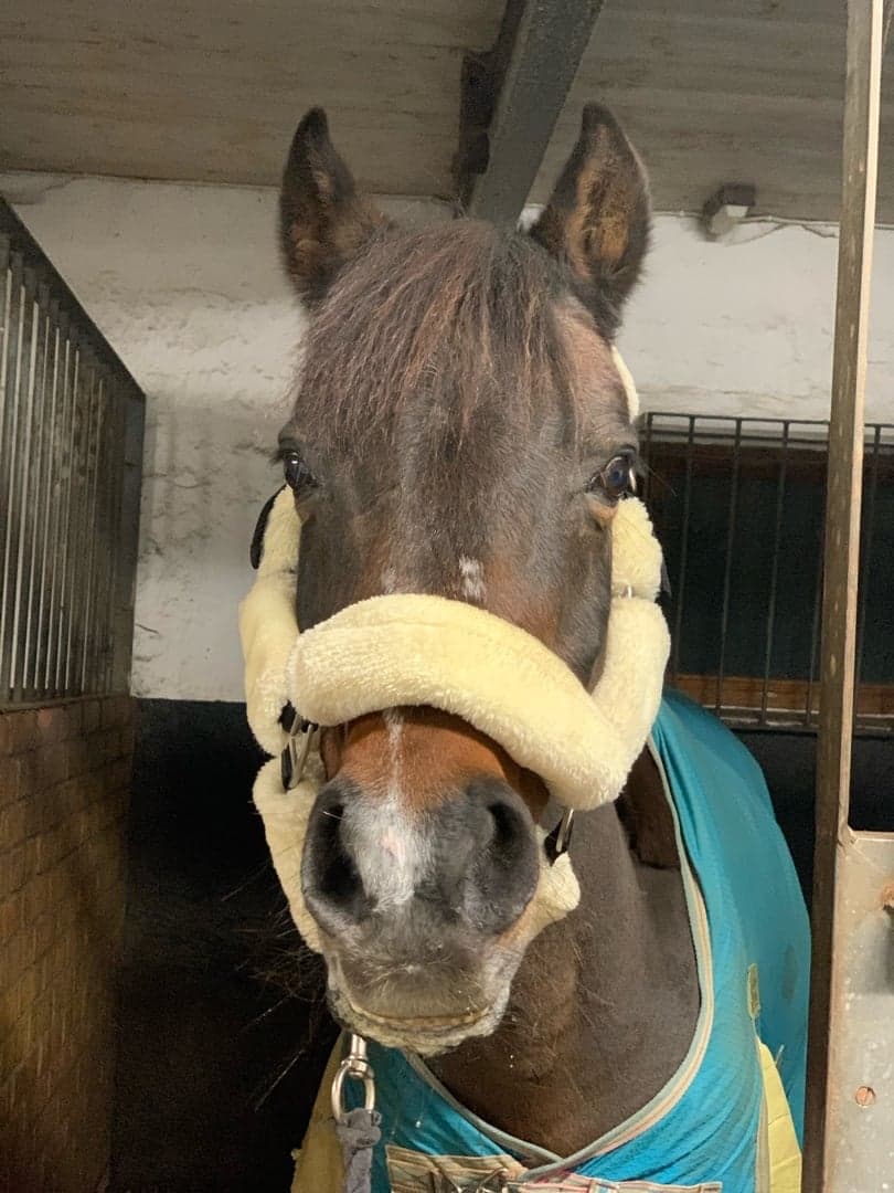 Bild 1 av Little Robin