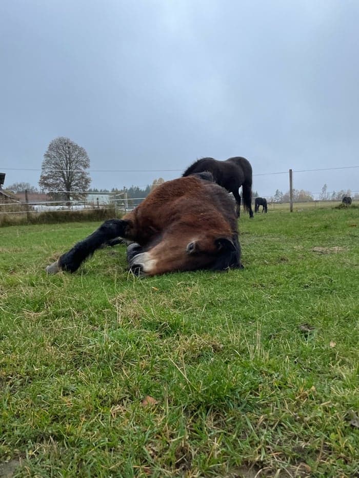 Media 1 of Saga linn