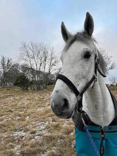 Inlägg 23 av Lipizzaner med titeln Zara o Babsan❄️❤️
