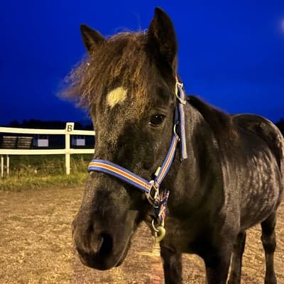 Framför frá helgatúni