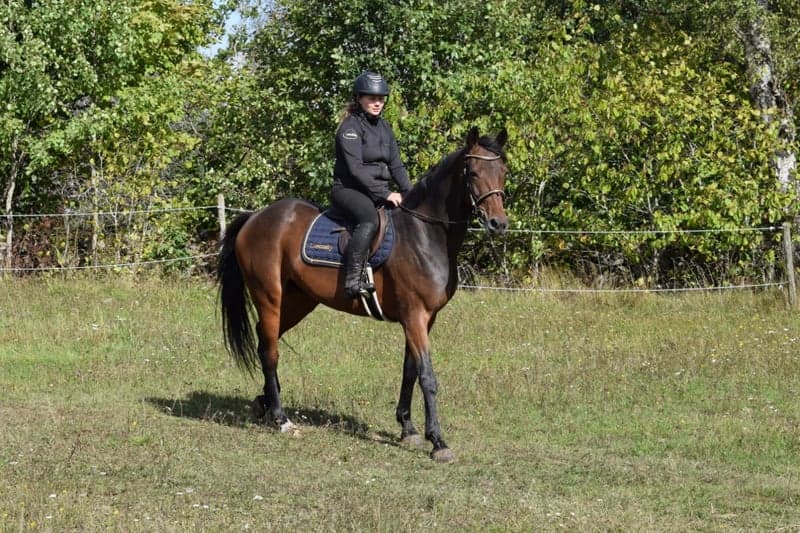 Bild 2 av Ollis Elvis