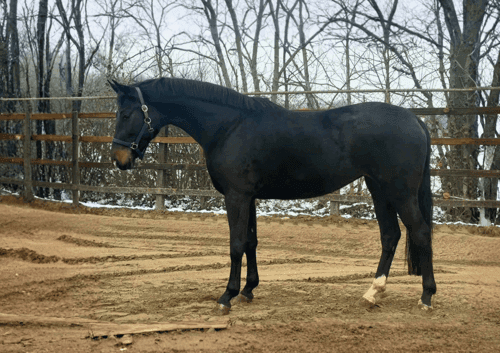 Bild av Talangfull unghäst med stark sportstam