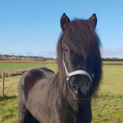 Neisti från Sesargården