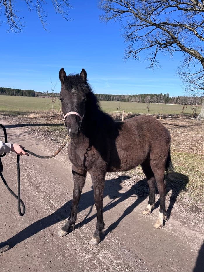 Media 10 of Johnny Bravo