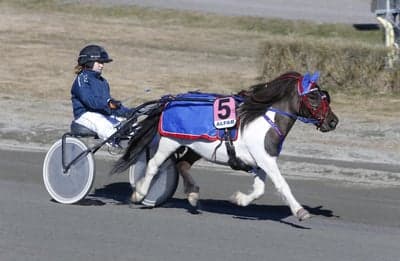 Inlägg 108 av Trav med titeln Ponnytrav 