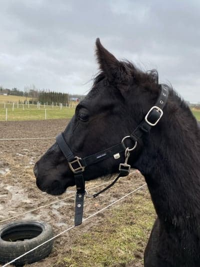 Inlägg 11 av Working Equitation med titeln En vecka sen du åkte❤️