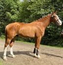 Profilbild av Chavenir