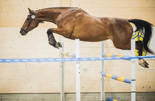 Bild av Modigt, snabbt och vänligt sto