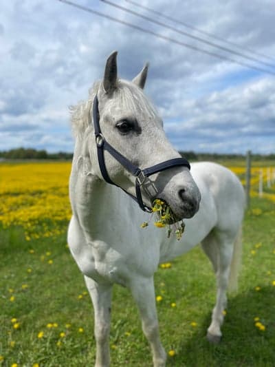Inlägg 131 av Allround