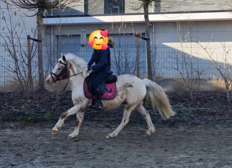 Bild 2 av Tryggt B-ponnysto