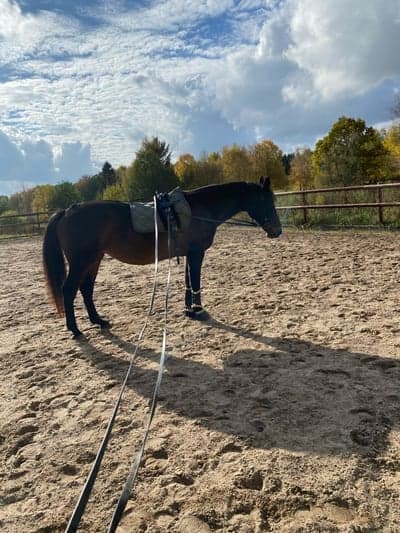 Inlägg 17 av Allround med titeln Lite tömkörning för Jolly Joy idag ♡ 