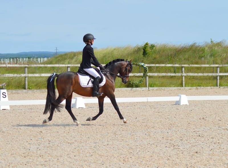 Bild 3 av Monty Python