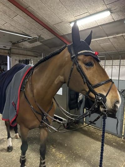 Inlägg 12 av Danskt varmblod med titeln ❤️😍