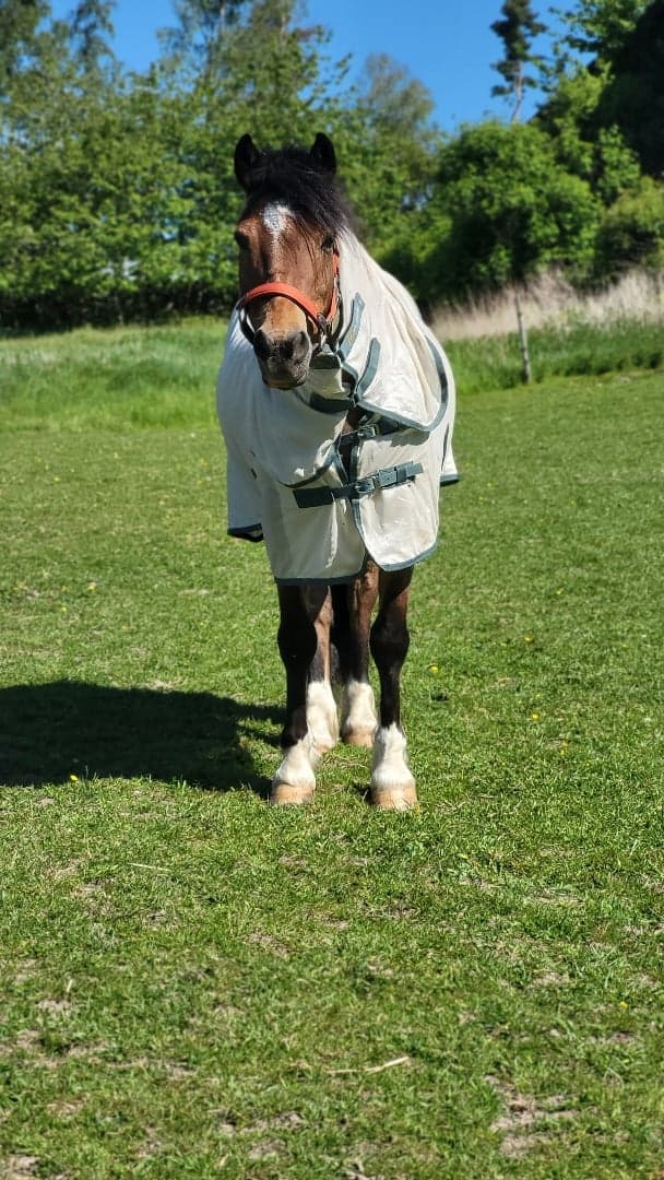 Media 11 av Jammi Dodger