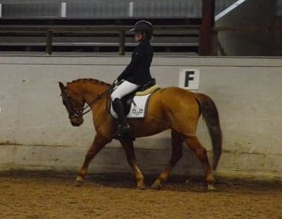 Inlägg 30 av Dressyr