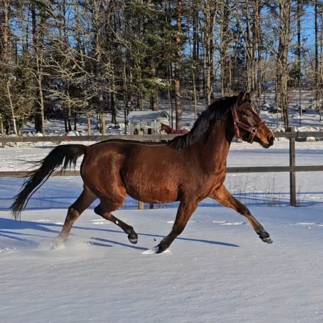 Bild 1 av Alslyckas Luminosity