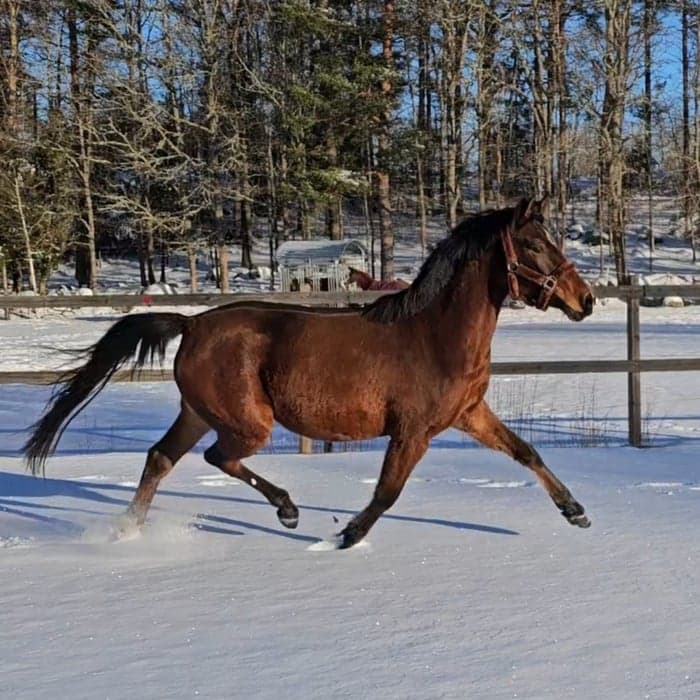Media 1 av Alslyckas Luminosity
