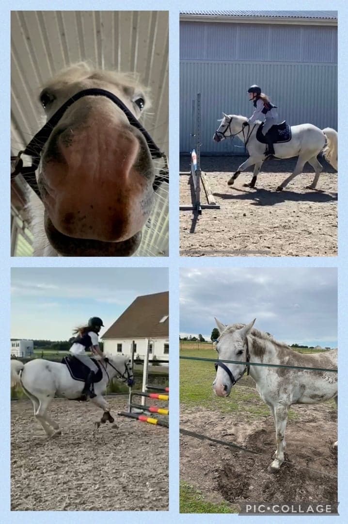 Bild 3 av Prinsessa