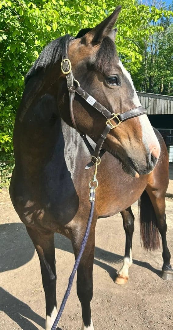 Media 1 av Attraktivt sto