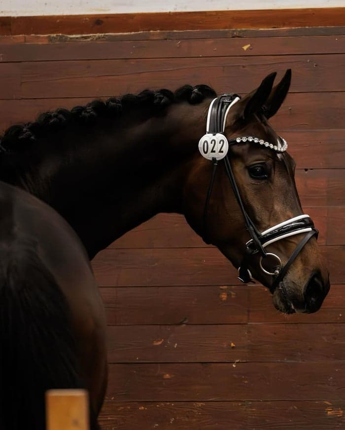 Media 3 av Pearl MVG