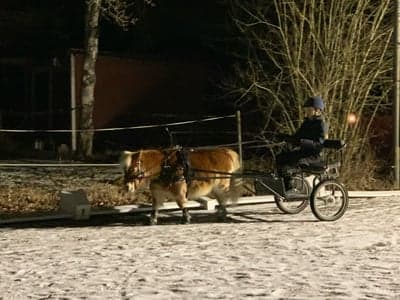 Inlägg 22 av Sportkörning med titeln Körlektion med lillmatte! 💕