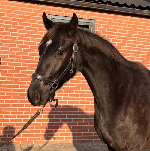 Bild av Lovande 3-årig dressyrsto – Sir Elton x San Amour