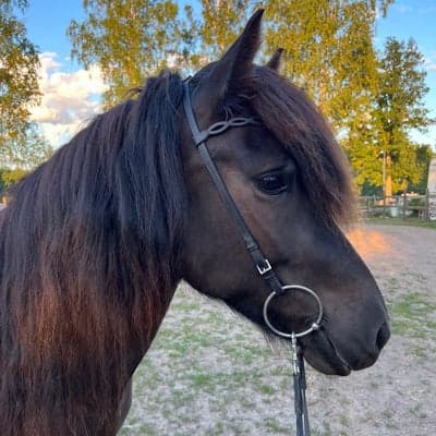 Tara frá Söðulsholti