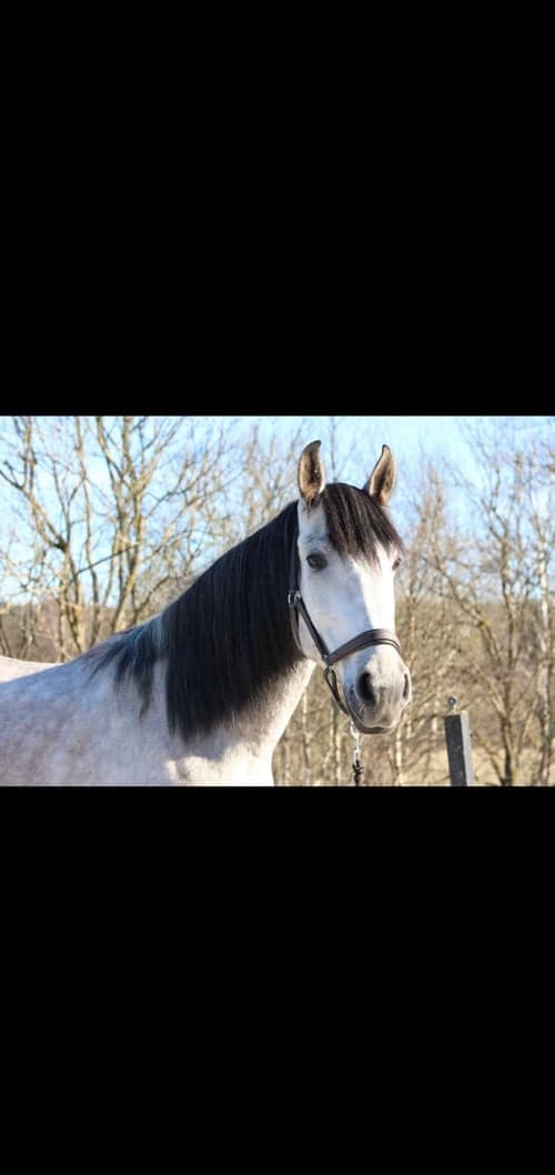 Bild av Toppstamad PRE