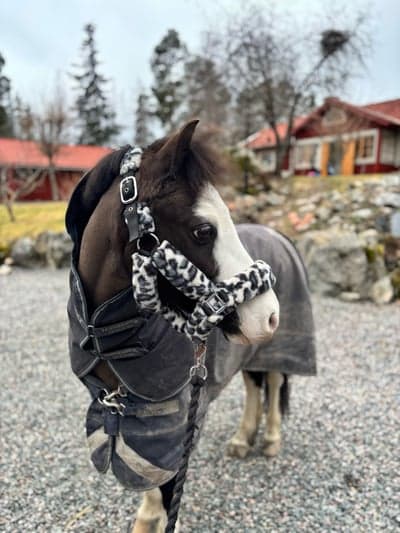 Silvergårdens fabitjie