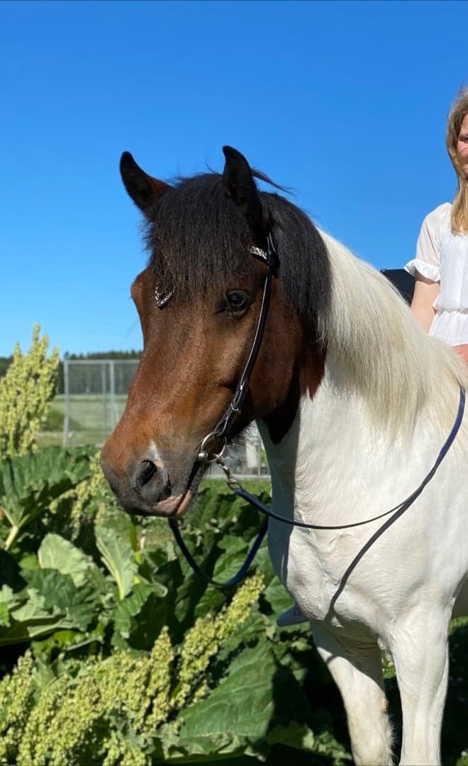 Media 1 of Sterkur från Gunnarsökna