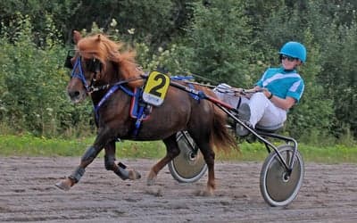 Inlägg 16 av Shetlandsponny med titeln Ponnytrav 
