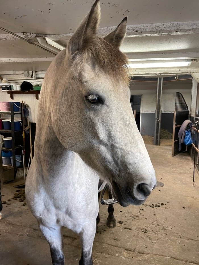 Media 1 of Big's Gladiator