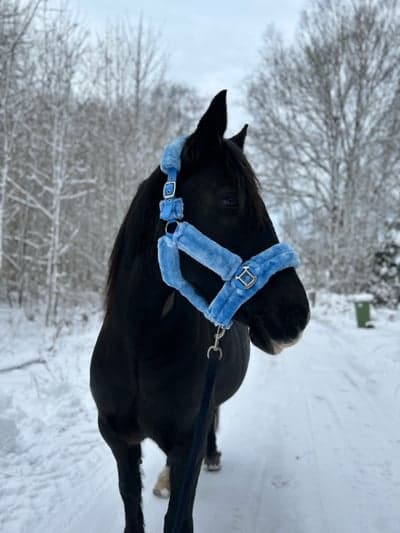 Inlägg 18 av Distansritt med titeln Miljöträning & longering