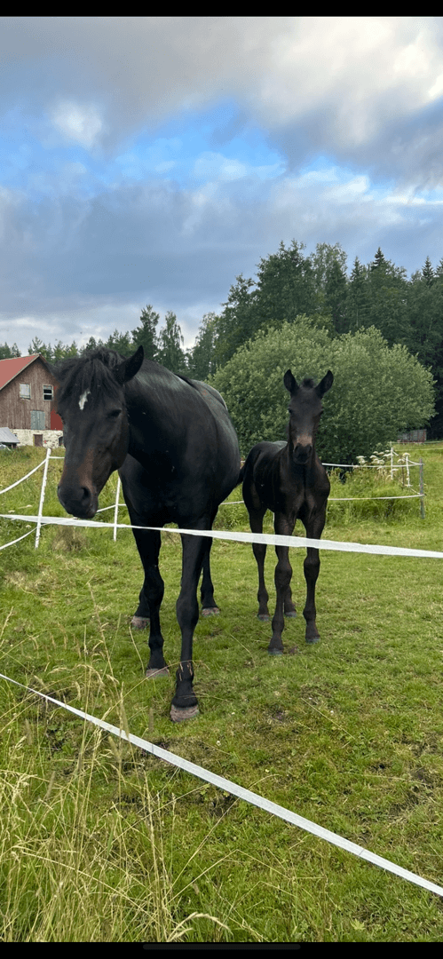 Media 4 av Blacktown Elwis