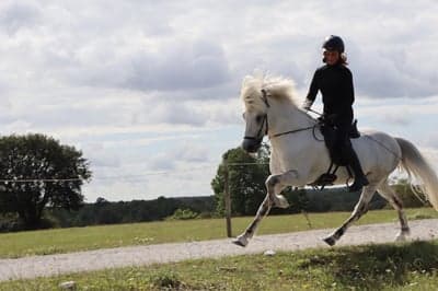 Inlägg 13 av Island